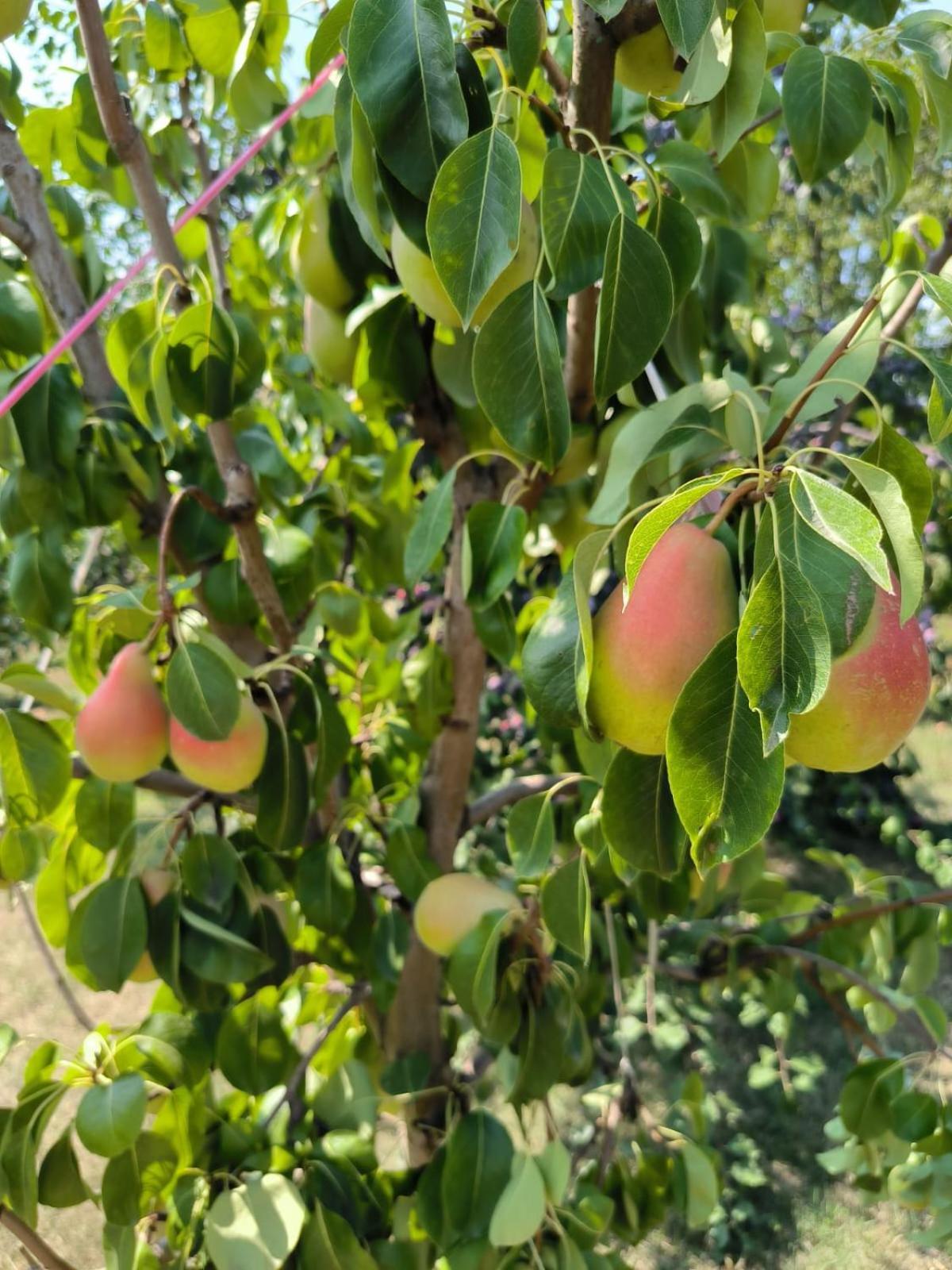 Hotel Cider&Squash, Grncarska 8, Prnjavor Batocina Εξωτερικό φωτογραφία