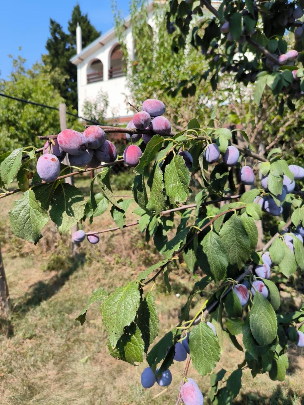 Hotel Cider&Squash, Grncarska 8, Prnjavor Batocina Εξωτερικό φωτογραφία